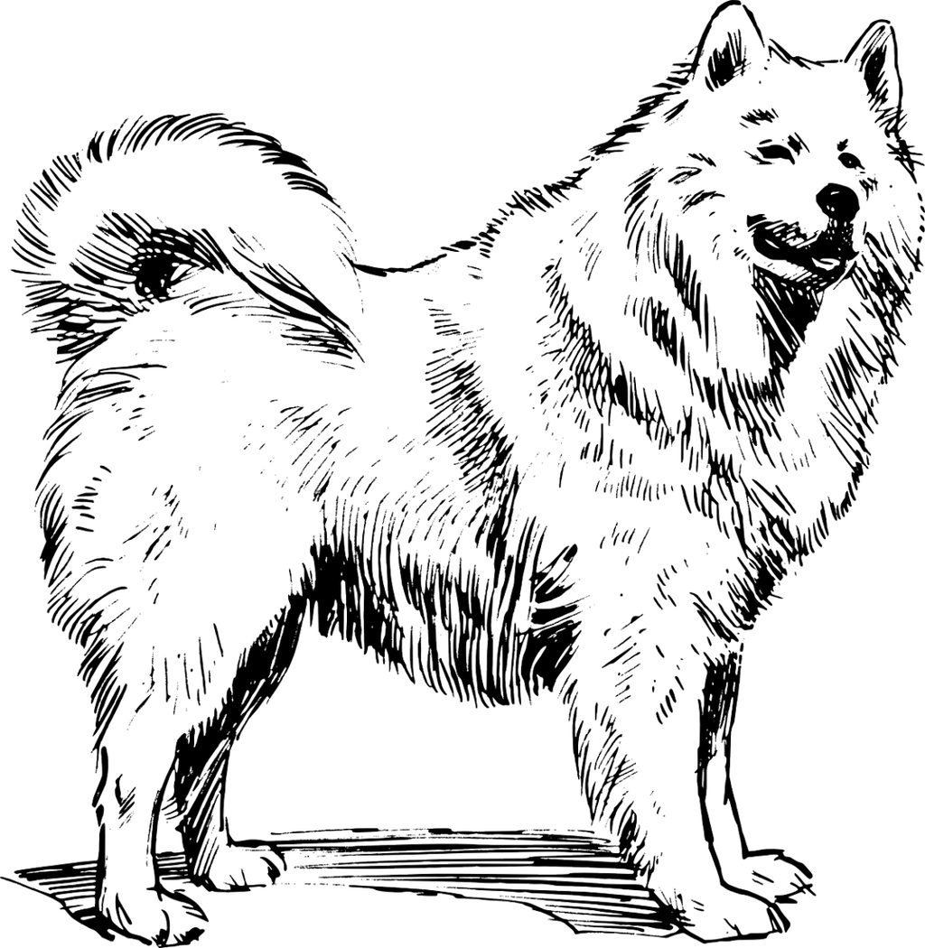 Custom Dog Sketch Drawing – Beginner-Friendly Practice Line Art