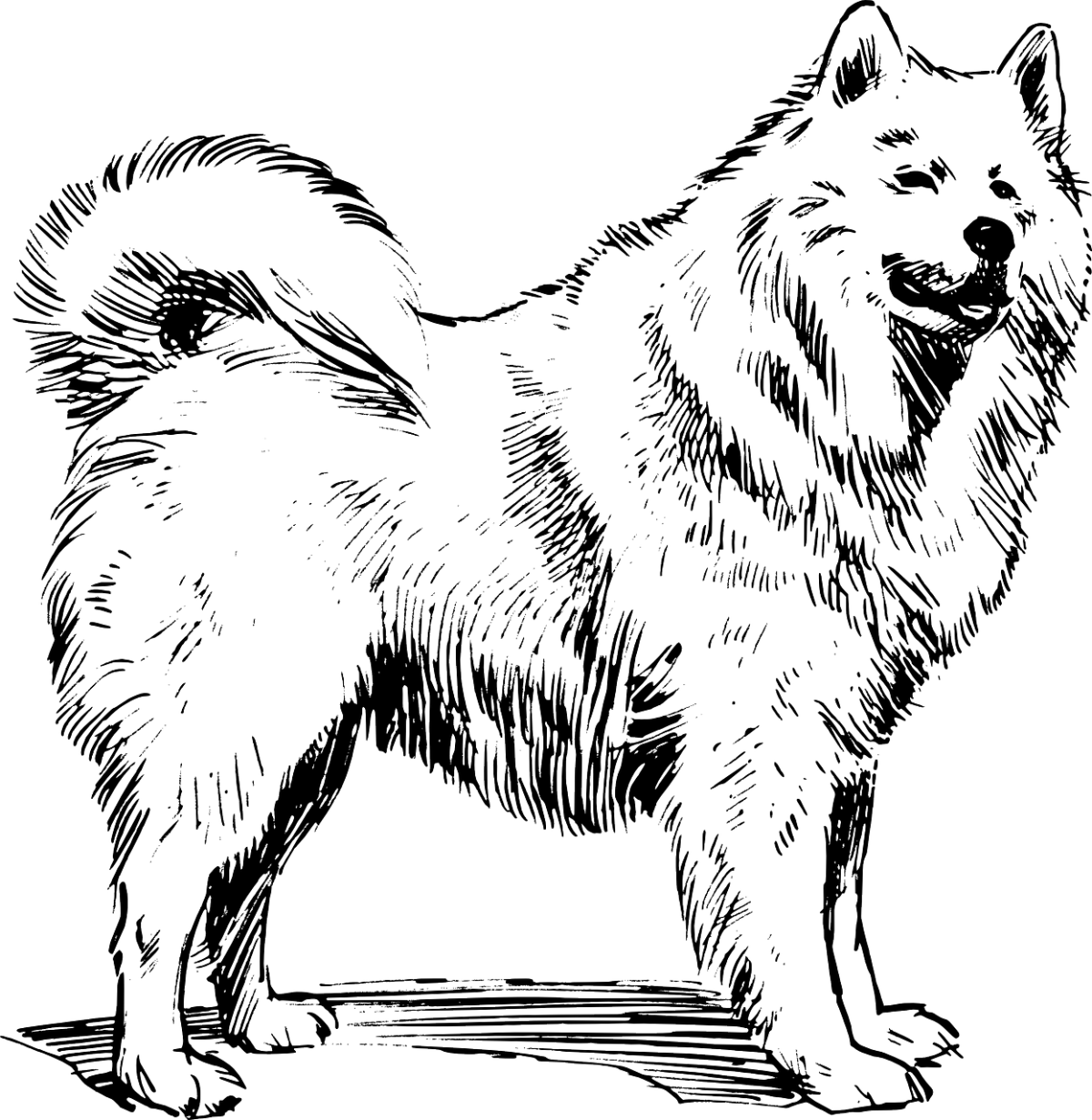 Custom Dog Sketch Drawing – Beginner-Friendly Practice Line Art