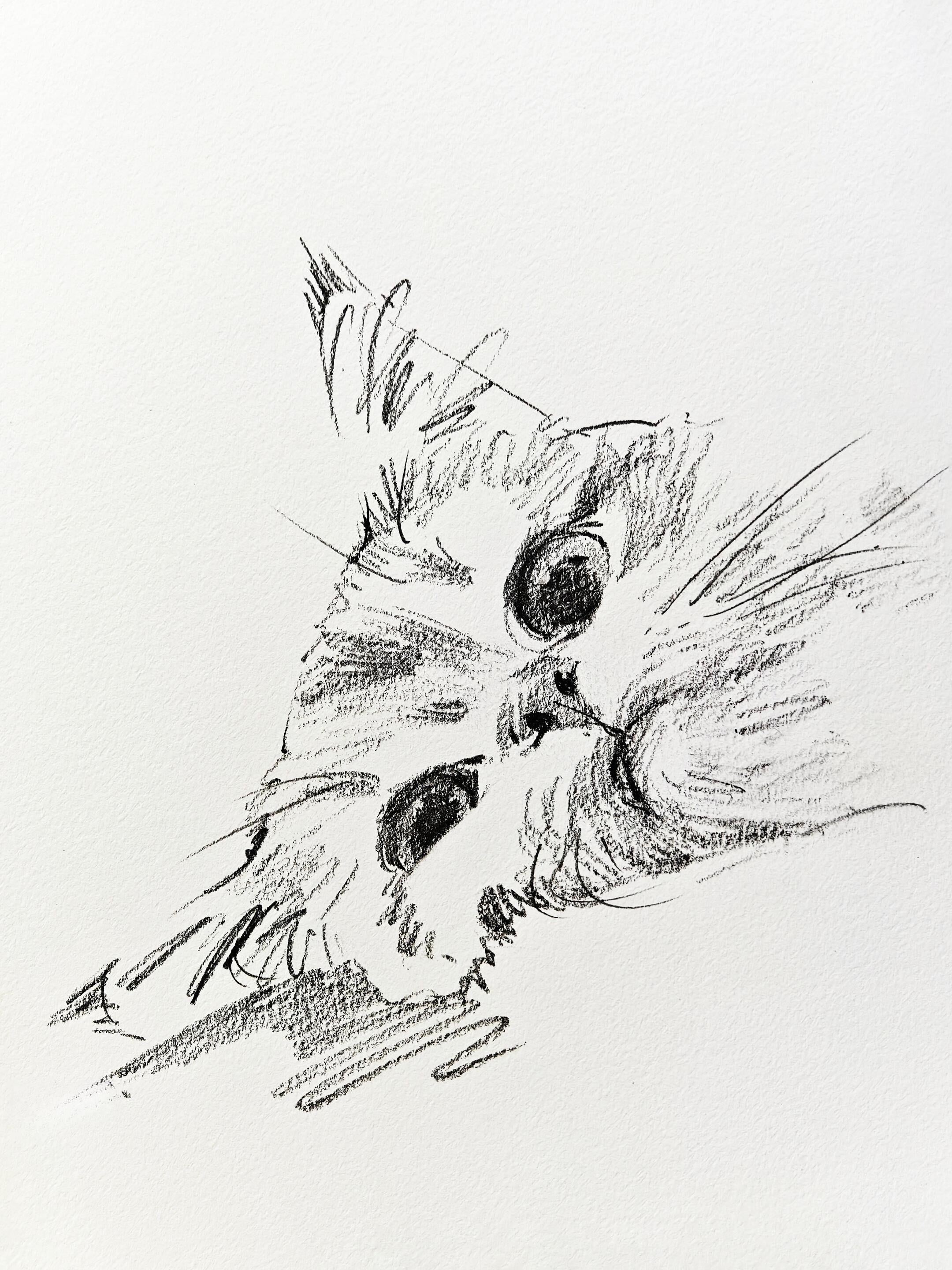 Nabi Sketchbook Collection - Original Hand-Drawn Cat Portraits